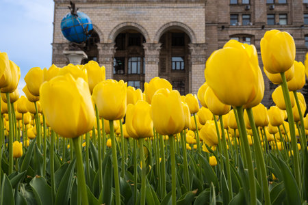 Cityscape with tulips in the foreground and blurred backgroundの写真素材