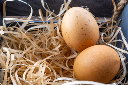 Two chicken eggs in the nest, close-up of domestic chicken eggs, fresh brown eggs. High quality...