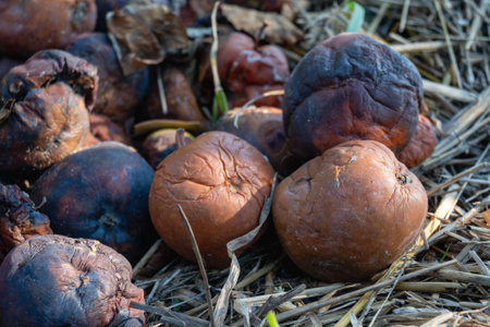 Several completely rotten apples lie on the ground in dry grass. Spoiled, diseased apples. High quality photoの写真素材