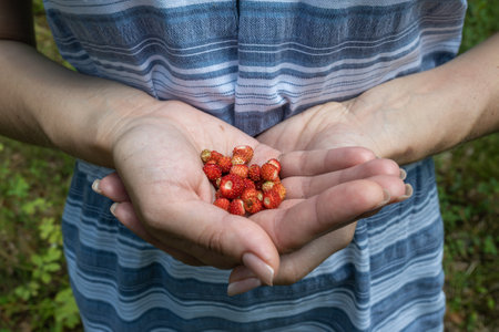 girl holding a harvest of wild strawberries in her hands. High quality photoの写真素材