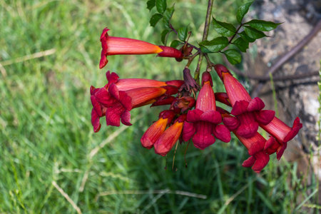 Red begnonia flowers close up. Against the background of blurred green grass. High quality photo