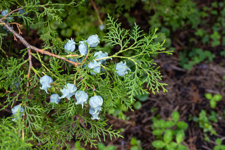 Thuja seeds, young cones grow on a green thuja branch close-up. High quality photoの写真素材