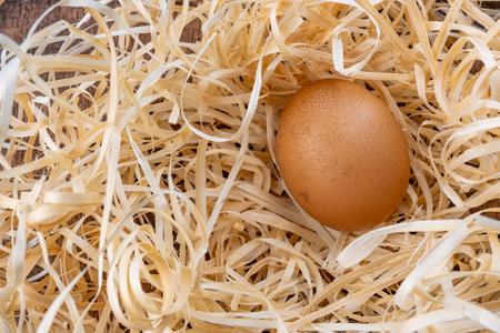 One chicken egg in the nest. Natural chicken egg. Fresh brown egg in a straw nest. High quality photoの写真素材