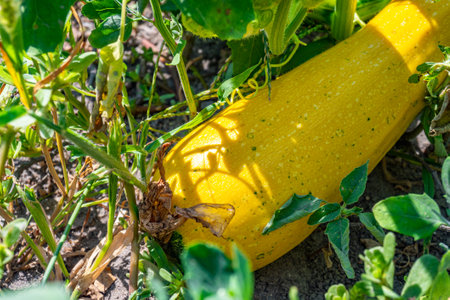 Ripe yellow zucchini. Unpicked zucchini. Growing vegetables. High quality photoの写真素材