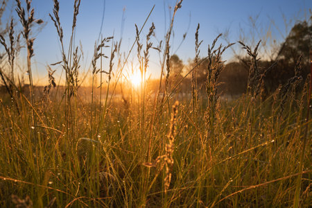 Beautiful sunrise, warm rays breaking through the grass in the foreground. High quality photoの写真素材