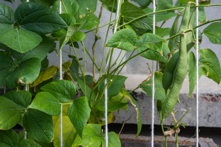 Green bean pods that grow on tied bean bushes. High quality photo
