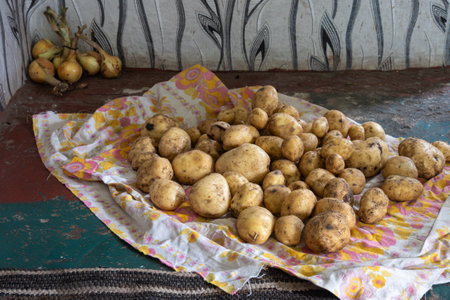 young potatoes on the floor in an old house. High quality photoの写真素材