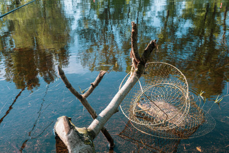 Fish in a fishing metal basket on a lake in the water. High quality photoの写真素材