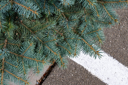 Branches of a coniferous tree close-up on the background of aswalt, the texture of the needles of a coniferous tree close-up. High quality photoの写真素材
