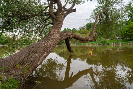 An old tree leaned over the water on the lake in cloudy weather. High quality photoの写真素材