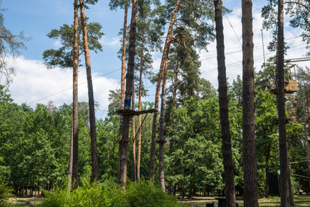 rope amusement park for children in a pine forest. . High quality photoの写真素材
