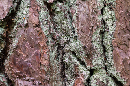 Pine tree bark texture with fungus. High quality photo