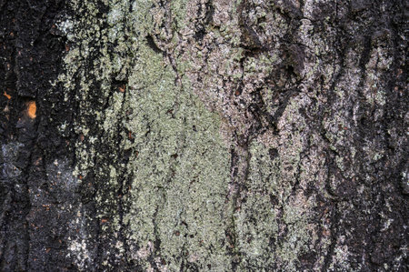 The texture of the burnt bark of a tree on which a lot of mold grows