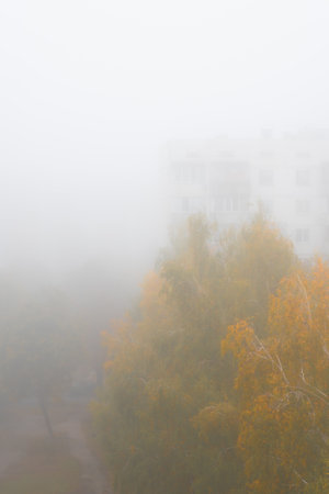 Fog tree trees houses city mist smoke. How fascinating nature and its landscapesの写真素材