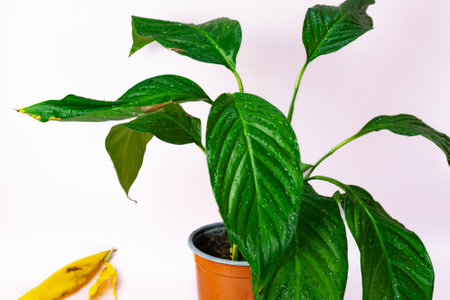 Caring for house plants. Large green Spathiphyllum. Decorative indoor plant in a pot.の写真素材