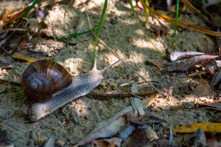 Snail creeping on a wooden branch. A garden snail creeps on soft forest soil.の写真素材