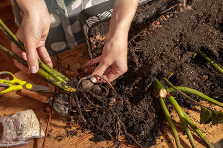 Transplanting a Zamioculcas plant with rotting roots. Zamioculcas roots close-up in the hands of a girl.の写真素材