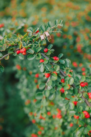 Golden wedding rings on green plantの写真素材