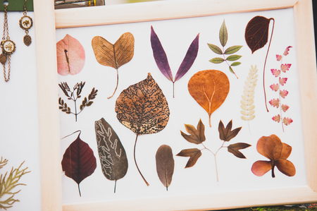 herbarium in a frame. Autumn leaves are stainedの写真素材