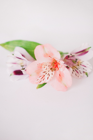 pink petals of fresh spring flowers isolated on completely whiteの写真素材
