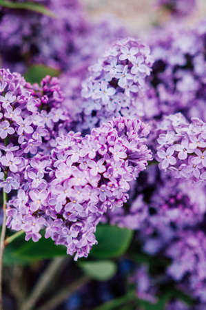 Beautiful purple lilac tree at spring. Spring is here.の写真素材