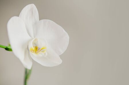 White orchid flower on a light backgroundの写真素材