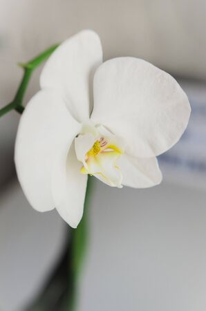 White orchid flower on a light backgroundの写真素材