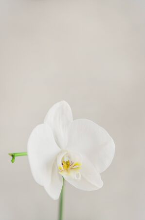 Beautiful White Phalaenopsis orchid flowers on white background top view flat lay. Tropical flower, branch of orchid close up. Holiday, Women's Day, Flower Card, beautyの写真素材