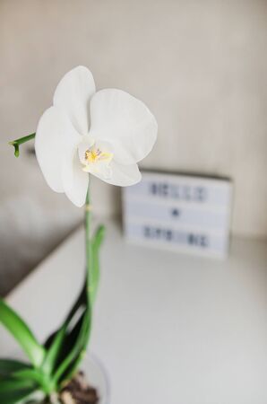 The inscription hello spring on a light background in dark lettersの写真素材