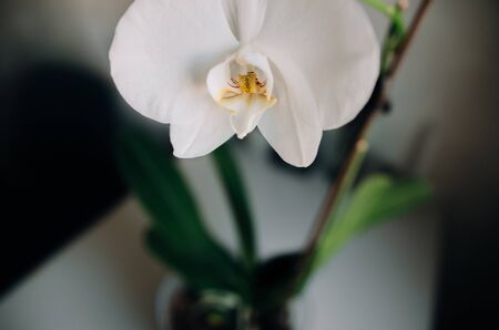 Beautiful white orchid flower at homeの写真素材