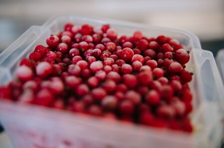 Natural background: berries of red currant. Berries frozen from summer. Close-up.の写真素材