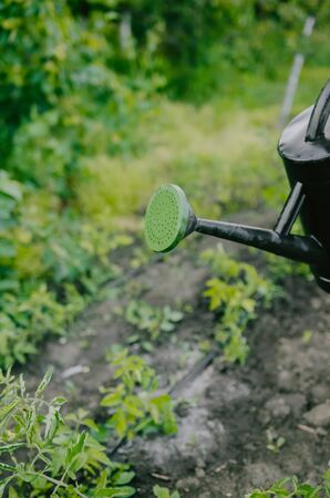 A young guy is watering and caring for his garden at his home. The concept of organic farming and spring gardening.の写真素材