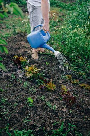 A young guy is watering and caring for his garden at his home. The concept of organic farming and spring gardening.の写真素材