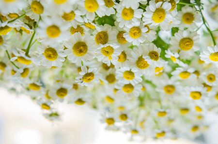 Beautiful field camomile, close-up photo of flowersの写真素材
