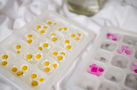Fresh pink flower frozen in ice cubes, isolated. Fresh for summer drinks