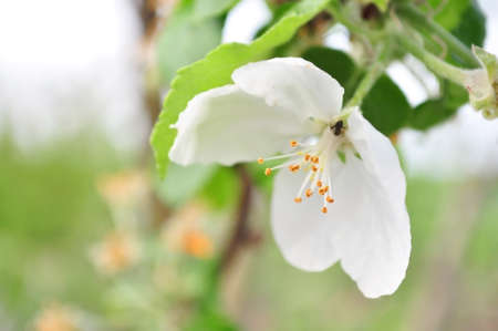 apple blossom
