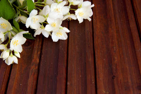 Flowers empty space for textの写真素材