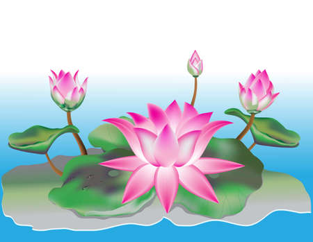 lotus flowerのイラスト素材