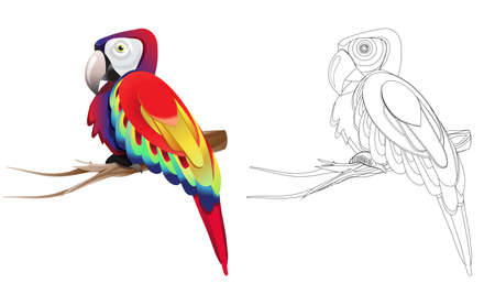 red parrotのイラスト素材