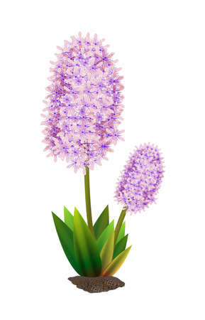 Hyacinthのイラスト素材