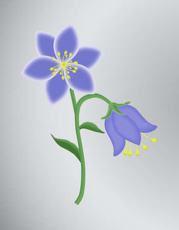 two meadow bell flowers on a gray backgroundのイラスト素材