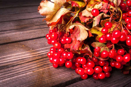 Viburnum on old wooden tableの写真素材