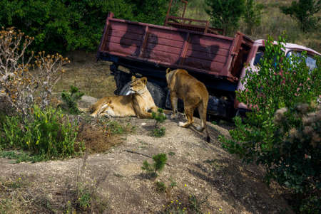 Two lionesses lie in the grass on a hill next to the car (truck). Sunny day.の写真素材