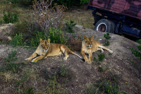 Two lionesses lie in the grass on a hill next to the car (truck). Sunny day.