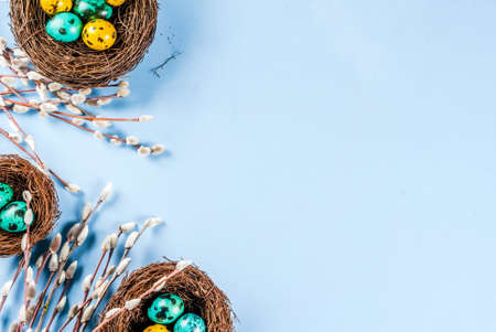 Easter background with bird's nests, with eggs and spring flowers pussy willow, blue background top...