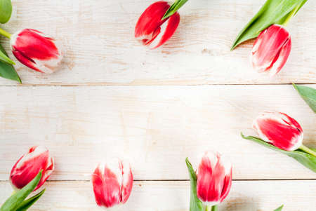 Background for congratulations, greeting cards. Fresh spring tulips flowers, on white wooden background top view copy spaceの写真素材