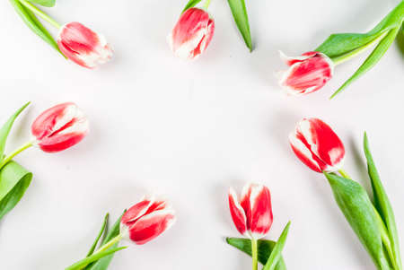 Spring concept. Flowers tulips on white background, frame. Copy space top view, greeting card backgroundの写真素材