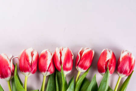 Spring concept. Flowers tulips on white background. Copy space top view, greeting card backgroundの写真素材