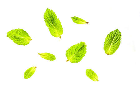 Fresh young green mint leaves isolated on white backgroundの写真素材