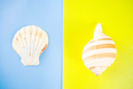 Summer vacation concept, layout, seashells on bright blue yellow background top view simple pattern